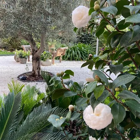 Un Palmier A Sa Fenetre Guest house